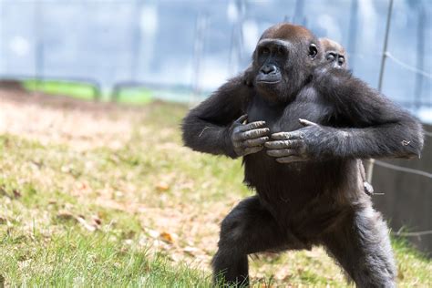 Why Do Male Gorillas Beat Their Chests Malevus