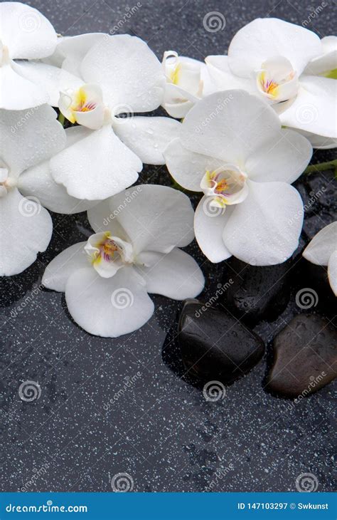 Todav A Vida Con Las Piedras Del Balneario Y La Orqu Dea Blanca Imagen