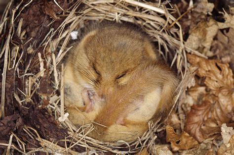 Hibernating Dormouse Photograph By M Watson