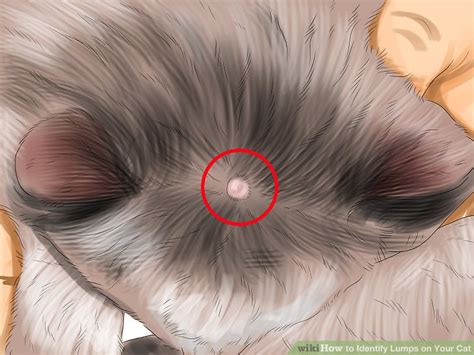 3 Ways To Identify Lumps On Your Cat Wiki How To English
