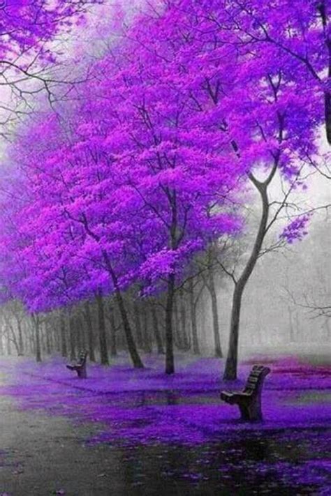 Purple Nature Flowering Trees Photography Gorgeous