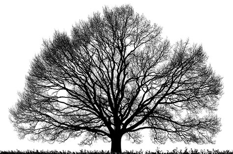 Originally from asia (korea, china, and japan), these trees are a draw for wildlife; Promotie Victor Koningsberger - Universiteit Utrecht