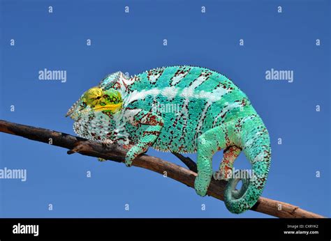 Panther Chameleon Furcifer Pardalis On The Island Of Nosy Faly In
