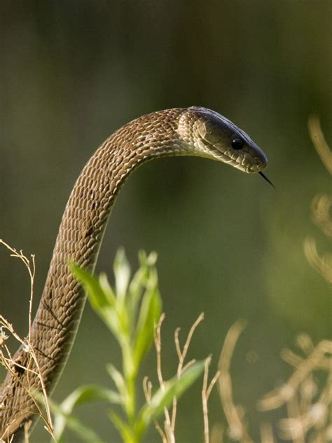 Black Mamba Snake Bite