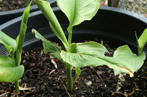 How To Grow Cardamom From Seeds Guide To Growing Cardamom