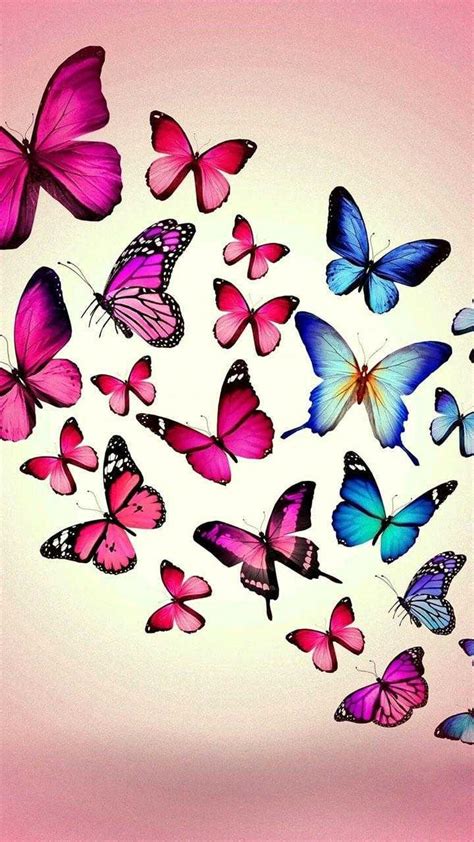 Colorful Butterflies Wallpaper Wallpaper Sun