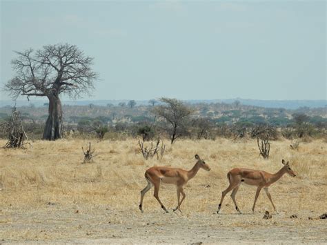 Free Images Nature Prairie Adventure Dry Wildlife Herd Africa