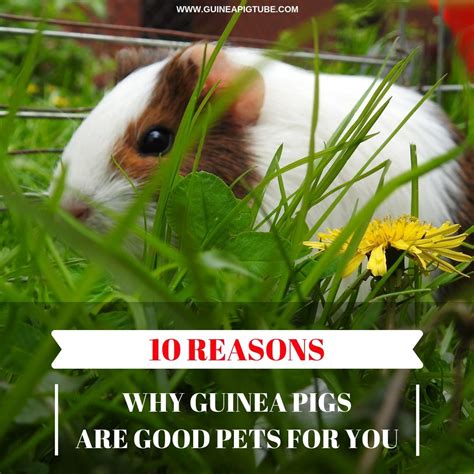 10 Reasons Why Guinea Pigs Are Good Pets For You Artofit