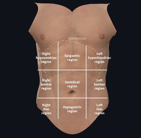 Understanding Abdominal Divisions Anatomy Snippets Complete Anatomy Hot Sex Picture