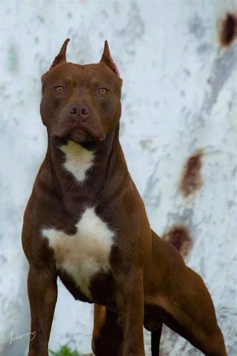 How simple is it to prepare red nose pitbull young doggies and you have to get close to them to find out. Red nose | Pitbull's | Pitbulls, Dogs, Beautiful dogs