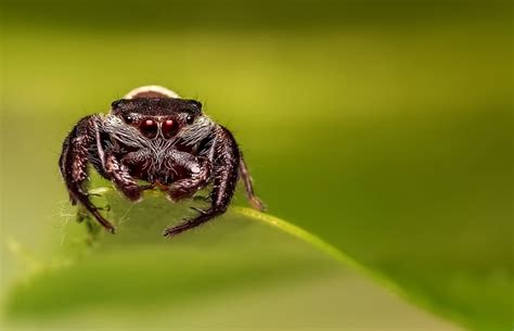 Bien heureusement les morsures de cette araignée appelée «araignée violoniste», ou «recluse brune» restent extrêmement rares, même si des cas ont été. Une araignée particulièrement dangereuse sème la panique ...
