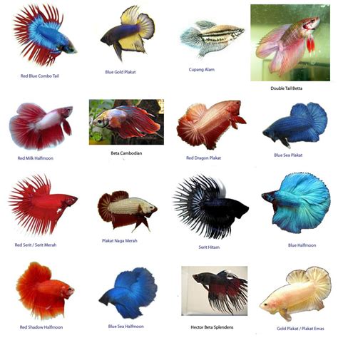 The wonderful thing about betta fish, is that you can create many different types and colors of betta most double tails don't make it to maturity, making them a rare find in most aquariums and pet stores. cupang | WHOLESALE INDONESIA TROPICAL FISH / AQUARIUM FISH ...