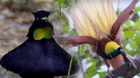 Birds Of Paradise Mating Dances Ogn Daily