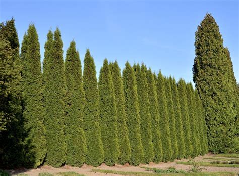 Fast Growing Evergreen Trees For Privacy Zone 9