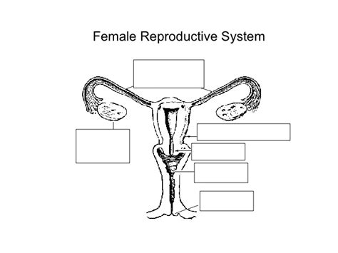 Diagram Male Reproductive System Diagram Blank And Answers Mydiagramonline