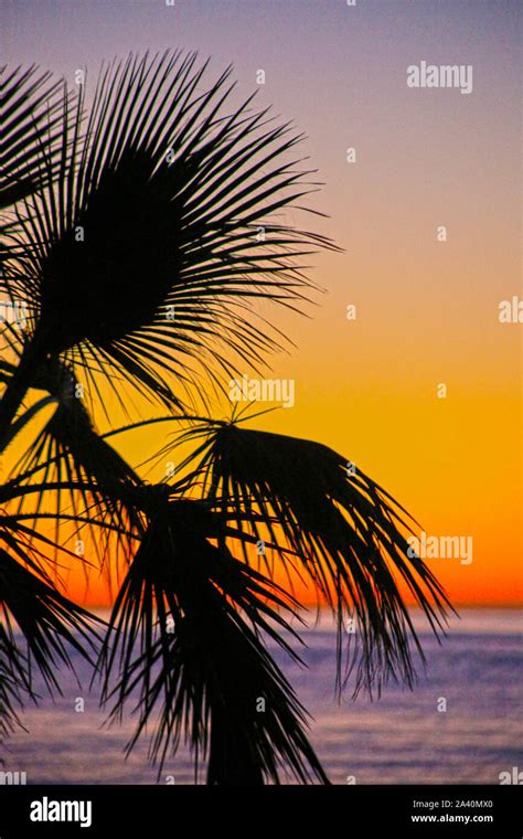 Palm Trees At Sunrise At The Beach Stock Photo Alamy