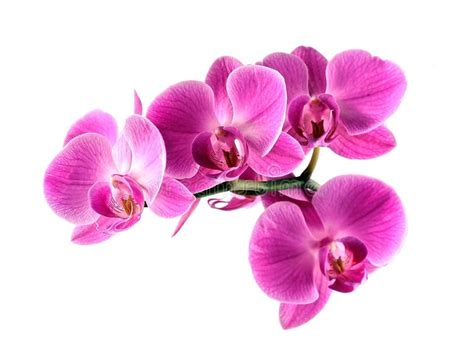 Pink Orchid Flower Stock Photo Image Of Object Exotic 85475548
