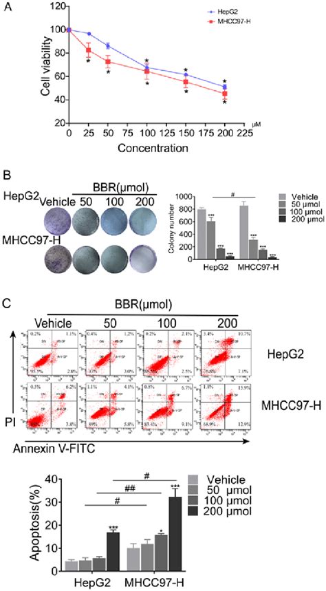 bbr decreases cell viability and induces cell apoptosis of mhcc97 h and download scientific