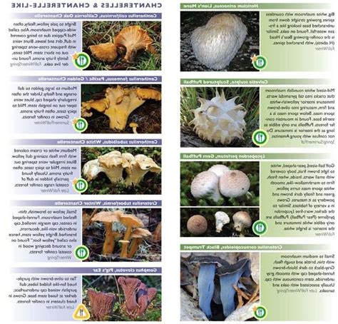 Edible Mushroom Photo Guide