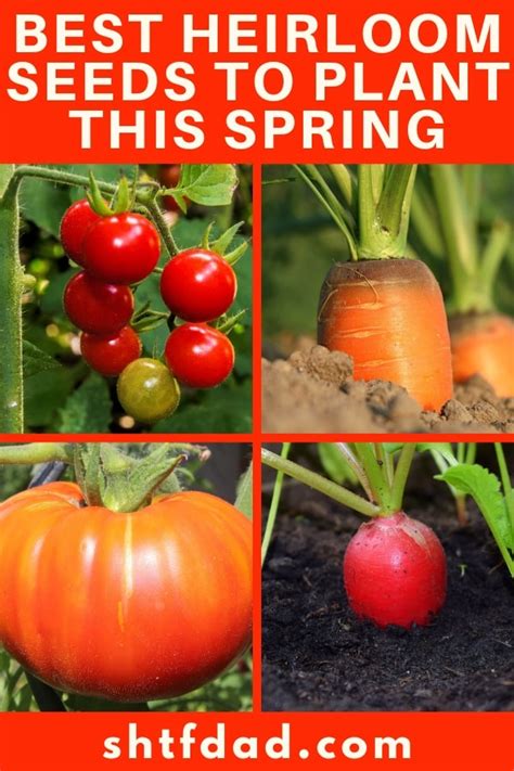 Best Heirloom Seeds To Plant This Spring Shtf Dad