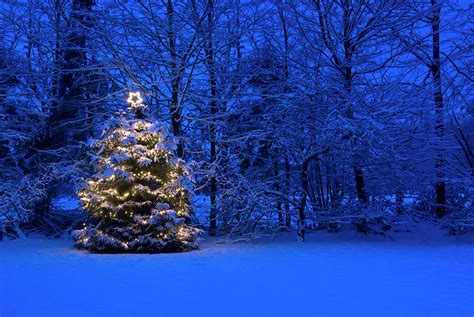 Christmas Tree With Lights In The Snow Photograph By Frankvandenbergh