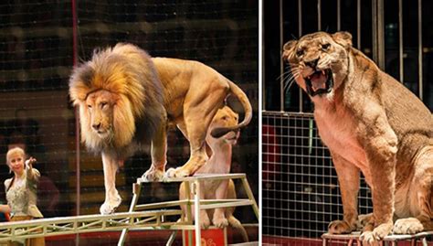 New Law Banning The Use Of Wild Animals In Traveling Circuses Is