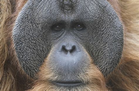 Orangutans Use Slang To Show Off Their Coolness Realclearscience