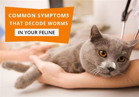 Common Symptoms That Decode Worms In Your Feline 7 Signs Of Feline Worms