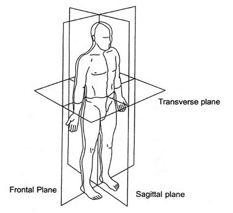 The Reference Planes Of The Human Body In The Standard Anatomical
