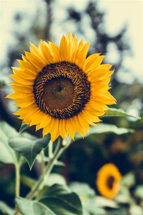 Sunflowers Pictures Hd Download Free Images On Unsplash Sunflower
