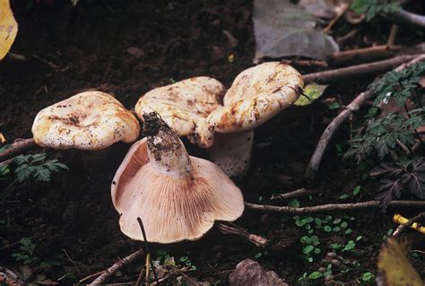 Fungos De Gallaecia Y Norte De Lusitania Agaricales D