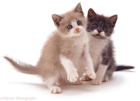 Two Cute Kittens Photo Wp04644