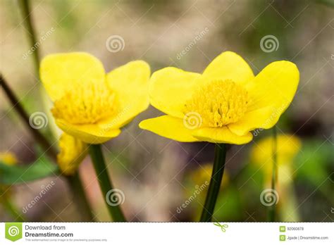 Kingcup Flowers Close Up Stock Photo Image Of Yellow 92060878