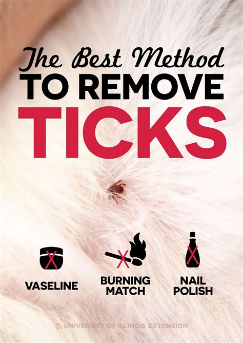 How To Remove Tick With Vaseline Howtormeov