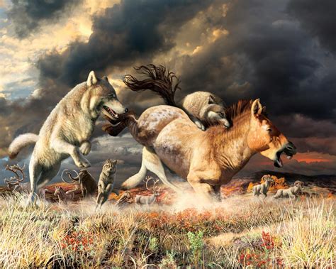 Gray Wolves Survived Ice Age Extinction By Adapting Their Diet