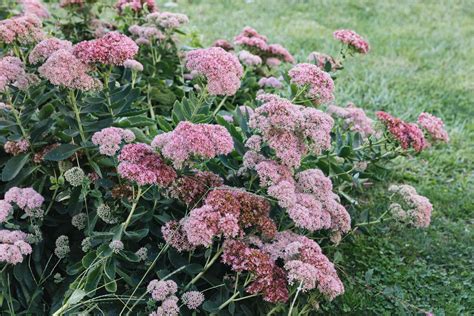 Autumn Joy Stonecrop Plant Care And Growing Guide