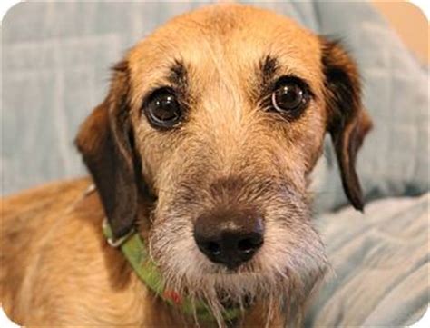 Review the dog friendly charlotte hotel list below to find the perfect lodging for you and your pets. Charlotte, NC - Terrier (Unknown Type, Small)/Dachshund ...