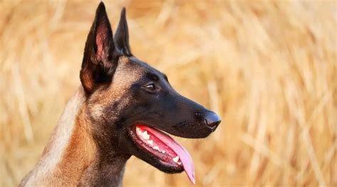 Belgian Malinois Dog Breed Information Facts Traits Pictures And More