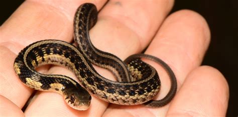 The 5 Types Of Garter Snakes In Wisconsin W Pics Bird Watching Hq