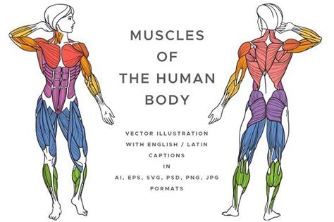 The terms rectus (parallel), transverse (perpendicular), and oblique (at an angle) in muscle names refer to the direction of the muscle fibers with respect to the midline of the body. Muscles Of The Human Body by OlgaBegakArt on @creativemarket | Human body, Human body muscles ...