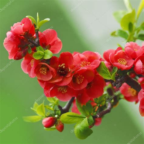 Spring Red Flowers Blossom — Stock Photo © Denis Burdin 44057287