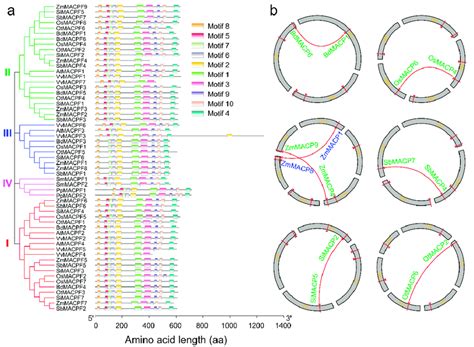 schematic representation of conserved motifs and segmental duplication download scientific