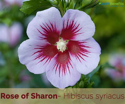 Rose Of Sharon Facts And Health Benefits