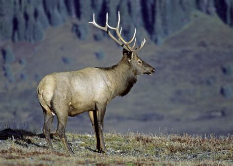 The Azure Gate Bull Elk On The Tundra
