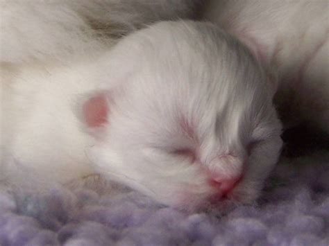 Newborn Kittens 58 Pictures Newborn Kittens Kittens Cutest Cute