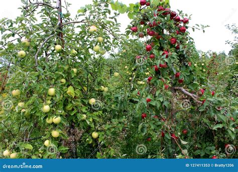 Beautiful Apple Orchard With Crop Of Fruit Ready For Picking Stock