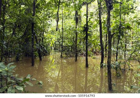 2595 Afbeeldingen Voor Amazon River Flood Afbeeldingen Stockfoto‘s