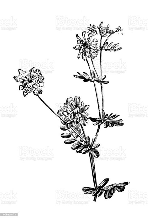 Botanik Pflanzen Antik Gravur Abbildung Coronilla Coronata Stock Vektor