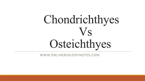 Difference Between Chondrichthyes Cartilaginous Fish And