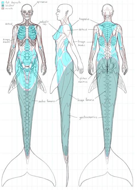 A Gorgeous Dissection Of Mermaid Anatomy Mermaid Art Drawings Art